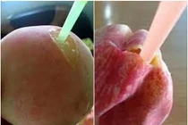 Đào cắm ống hút gần 1 triệu đồng/kg đang gây sốt có gì đặc biệt?