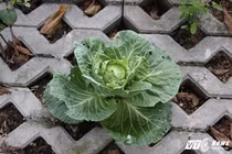 Vườn rau xanh trong hốc bê tông độc nhất vô nhị ở Hà Nội 