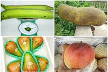 5 loại quả khổng lồ “làm mưa làm gió” thị trường Việt 