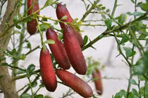 Giống chanh đắt nhất thế giới, 7 triệu đồng/kg có gì đặc biệt? 