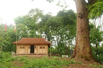 Cận cảnh "cụ" lim quý hiếm hơn 1.000 tuổi cao 45 mét 