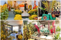 Nhà ngập hoa, cây cảnh như chợ xuân của các Hoa hậu Việt