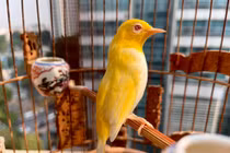 Bí mật loài chim “quý tộc” nửa tỷ khiến đại gia mê mẩn