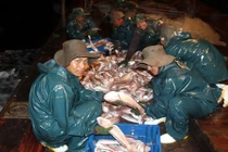 Xem tàu đánh cá của ngư dân Nghệ An kiếm 30 triệu đồng/ngày