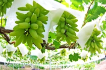 Đột nhập vườn nho ngón tay vàng giá 1,5 triệu/kg