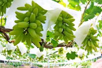 Đột nhập vườn nho ngón tay vàng giá 1,5 triệu/kg