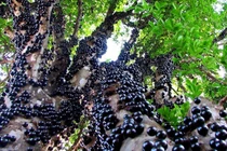 Ngã ngửa sự thật về loại nho quý tộc “giá trên trời” vẫn “cháy hàng“