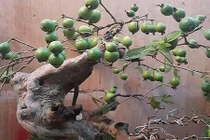 Ngắm ổi bonsai dáng thế siêu đẹp chơi Tết 2018