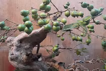 Ngắm ổi bonsai dáng thế siêu đẹp chơi Tết 2018