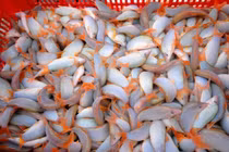 Cá heo đặc sản miền Tây có gì hot... giá gần triệu đồng/kg?