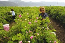 Mê mẩn ngắm những vườn hoa hồng rộng lớn ở Bulgaria