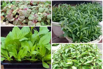 Đầu tháng 7, trồng rau gì xanh tốt vù vù?
