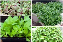 Đầu tháng 7, trồng rau gì xanh tốt vù vù?