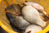 Cá chép gắn mác cá sông bán đầy, người bán cá tiết lộ mẹo nhỏ không mua nhầm