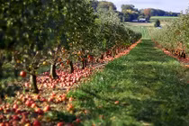 Ngắm những vườn táo sai trĩu quả đẹp mê mẩn