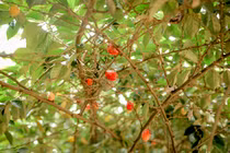 Nông dân ngoại thành Hà Nội tất bật thu hoạch nhót chín