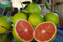 Cam độc: Ruột đỏ au, hạt chẳng thấy đâu, duy nhất có ở miền Tây