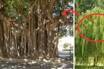 5 loại cây khắc với Thần tài, tuyệt đối không trồng trước cửa nhà 