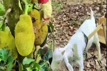 Khỉ và dê làm việc theo nhóm sẽ như thế nào?