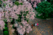 Mê mẩn cảnh hoa ngô đồng khoe sắc trong Hoàng cung Huế