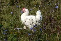 Giống gà quốc bảo Pháp nuôi kỹ hơn thú cưng có gì ngon mà cả triệu/kg?