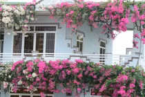 Ngẩn ngơ ngôi nhà 3 tầng ngập sắc hoa giấy Singapore ở Quảng Ngãi