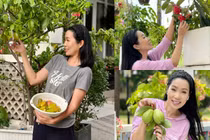 Mãn nhãn vườn trái cây xum xuê trong biệt thự của Trịnh Kim Chi
