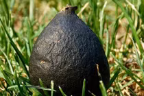 Đào ổ kiến để tìm giống nấm quý hiếm, giá 68 triệu/kg