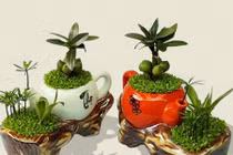 Gợi ý trồng tiểu cảnh bằng tách trà đón Tết siêu độc đáo