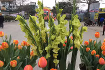 Độc đáo hoa lay ơn xanh đón Tết Mậu Tuất 2018