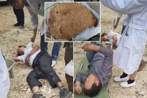 8 người trong gia đình thương vong vì bị ong bắp cày tấn công