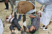 8 người trong gia đình thương vong vì bị ong bắp cày tấn công