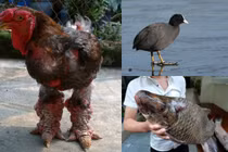 3 đặc sản tiến vua giá “chát” được đại gia Việt săn lùng