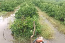 Hình ảnh vườn cây trái, rau quả ngập nặng trong bão số 9