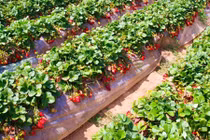 "Mục sở thị" trồng dâu tây ở Australia trước scandal kim khâu gây chấn động