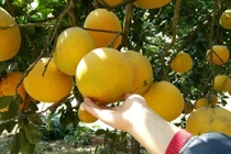 Sự thật loại bưởi Diễn 5.000 đồng/quả bán tràn lan trên thị trường