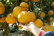 Sự thật loại bưởi Diễn 5.000 đồng/quả bán tràn lan trên thị trường