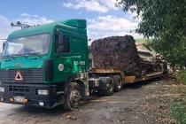 Thừa Thiên - Huế: Bắt giữ xe đầu kéo chở cây “khủng” trên quốc lộ 1A