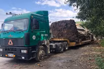 Thừa Thiên - Huế: Bắt giữ xe đầu kéo chở cây “khủng” trên quốc lộ 1A