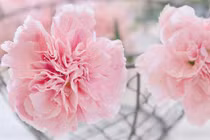 3 con giáp được cấp trên ghi nhận, tiền tài tươi sáng trong tháng 11 Âm lịch 