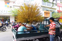 Hoa mai Mỹ bạc triệu hút hồn nhà giàu Việt chơi Tết