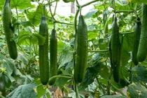 Cách tự trồng dưa chuột Nhật siêu hot cực đơn giản