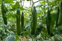 Cách tự trồng dưa chuột Nhật siêu hot cực đơn giản