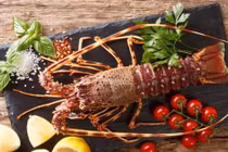 Yếu tố nào khiến giá tôm hùm luôn cao ngất ngưởng?