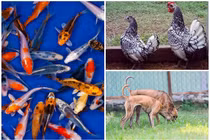 Thú cưng “quý tộc” nhà giàu Việt: Giá trên trời... khó nuôi 