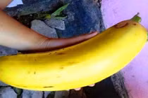 Cận cảnh chuối to như bắp tay, 4 người mới ăn hết quả