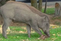 Clip: Kinh hoàng cảnh cảnh heo rừng sát hại khỉ con 