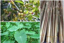 Xưa cho không, giờ 3 loại cây thành đặc sản có tiền chưa chắc mua được