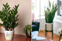 3 loại cây trồng trong nhà có ý nghĩa phong thủy cực tốt