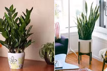 3 loại cây trồng trong nhà có ý nghĩa phong thủy cực tốt